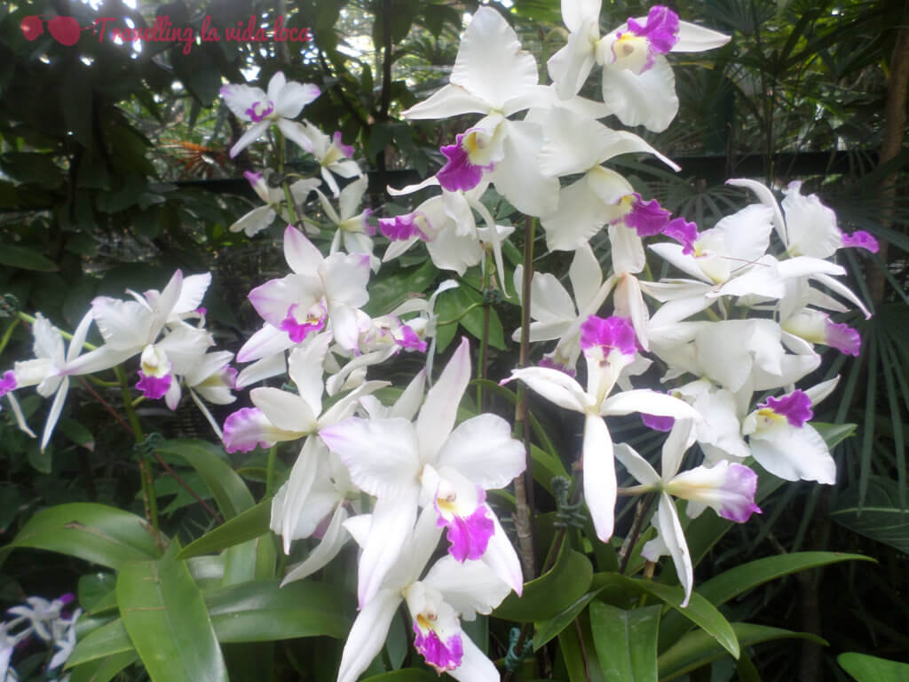 Orquídeas III