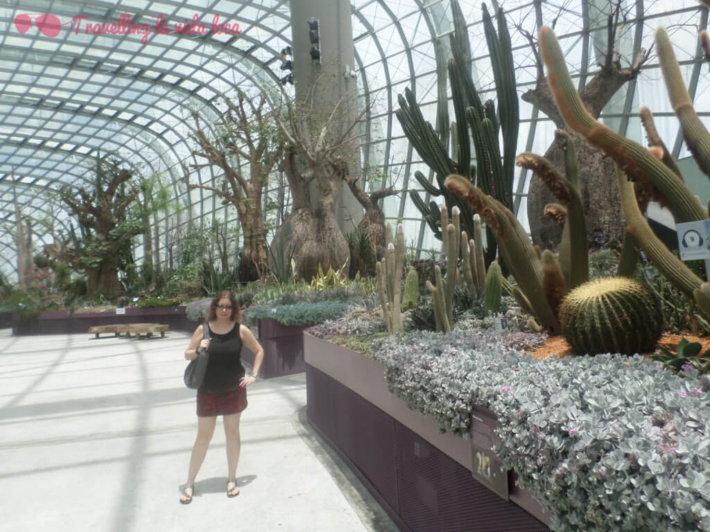 Cactus y arbolitos raros en el Flower Dome