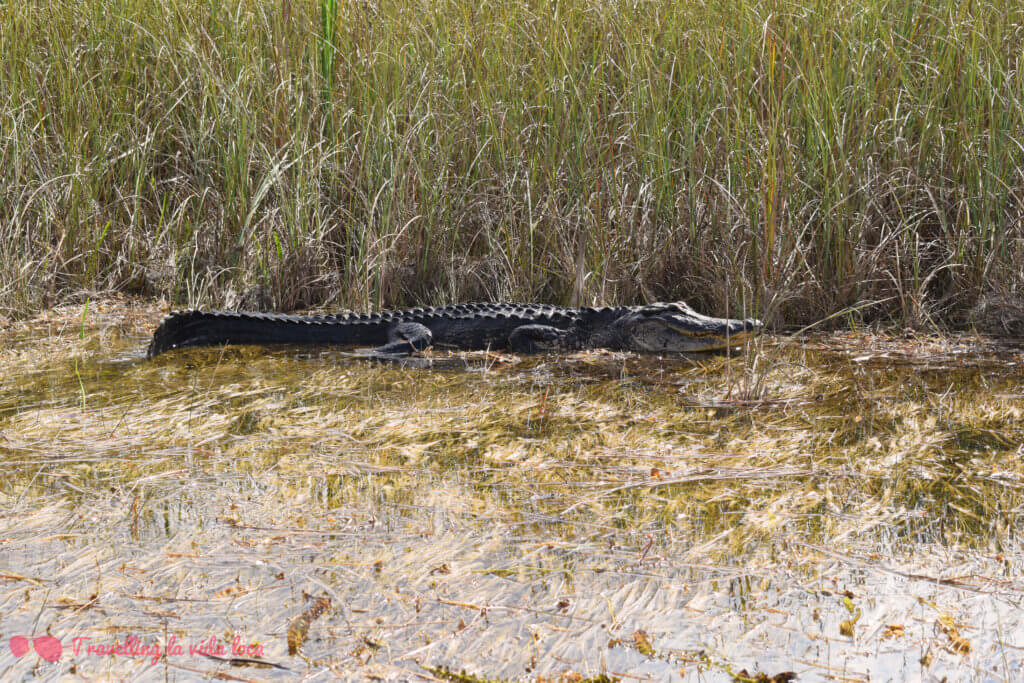 Caimanes enormes en el Everglades National Park