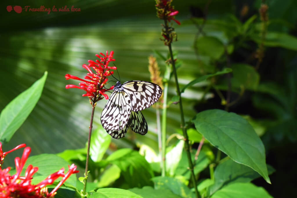 Dentro de los Fairchild Tropical Gardens hay un conservatorio de mariposas