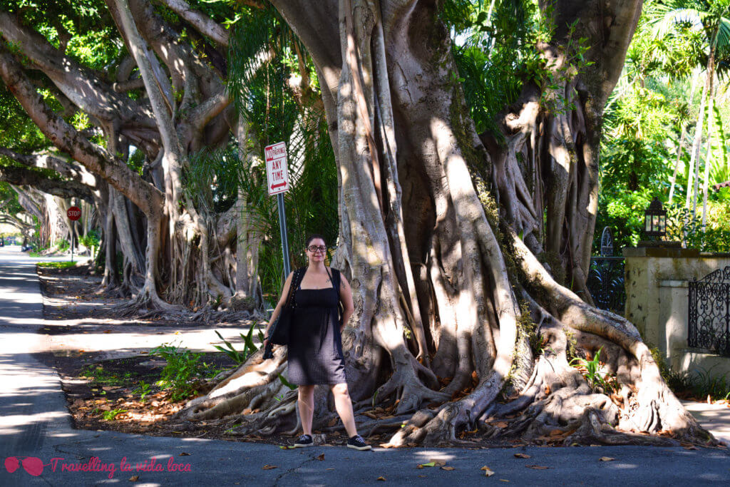 Los banyans o banianos, estos gigantescos árboles típicos de la zona, nos dejaron alucinados