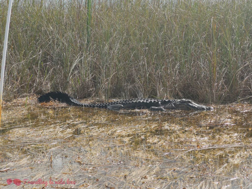 El Everglades National Park está lleno de caimanes