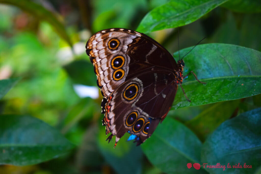 Esta mariposa, al abrir las alas, cambia totalmente su color y se convierte en una explosión de azul irisado