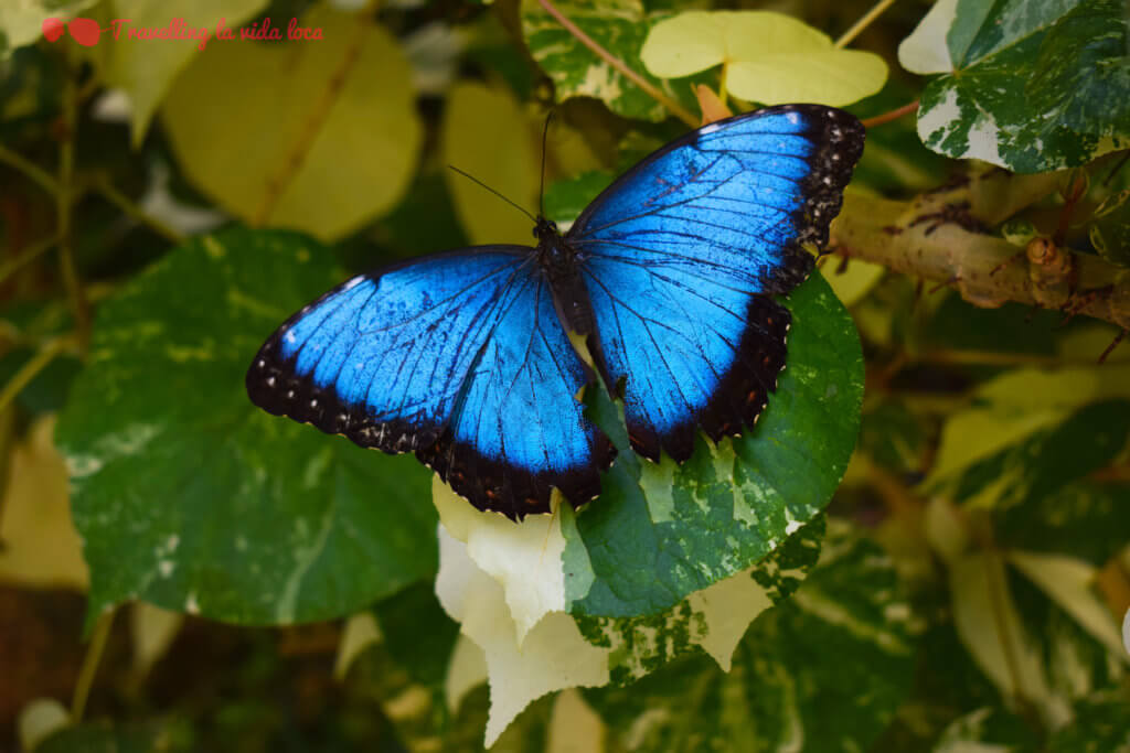 Así de preciosa es la mariposa de antes al abrir las alas 😍