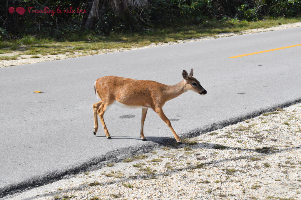 Un ciervo de los Cayos cruzando una carretera... ¡qué miedito! 😢