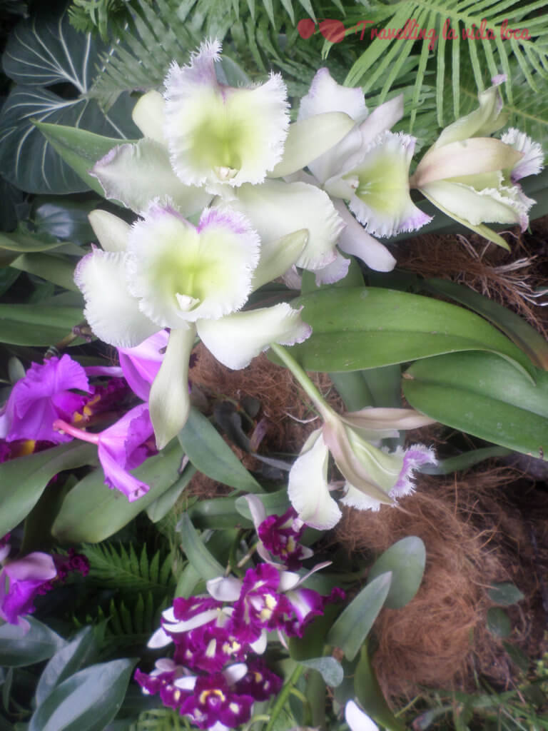 Orquídeas I
