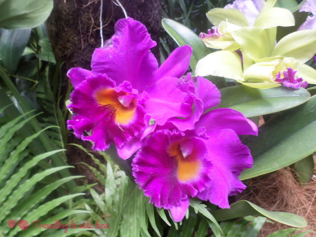 Orquídeas II