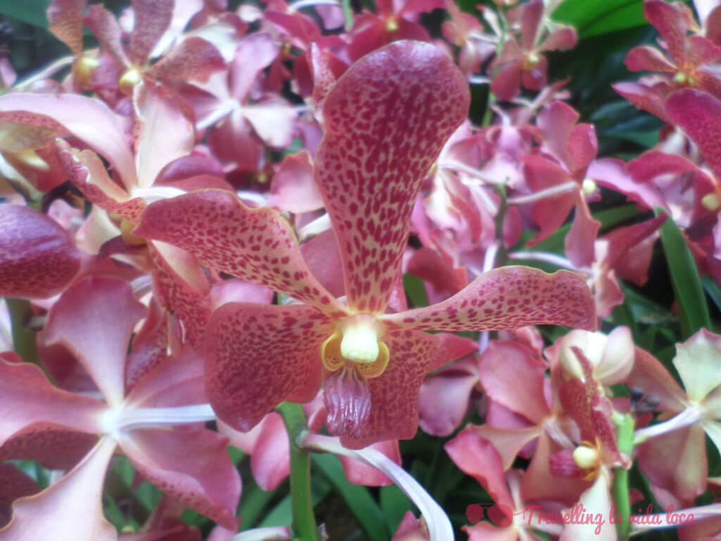 Orquídeas IV