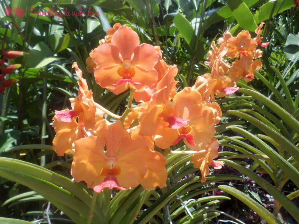 Orquídeas VI